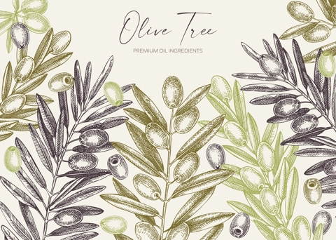 Sketched olive tree branches banner design. Hand drawn fruit and leaves background in engraved style. Vegetable oil ingredients border template for print. Olive plant sketches in vintage colors